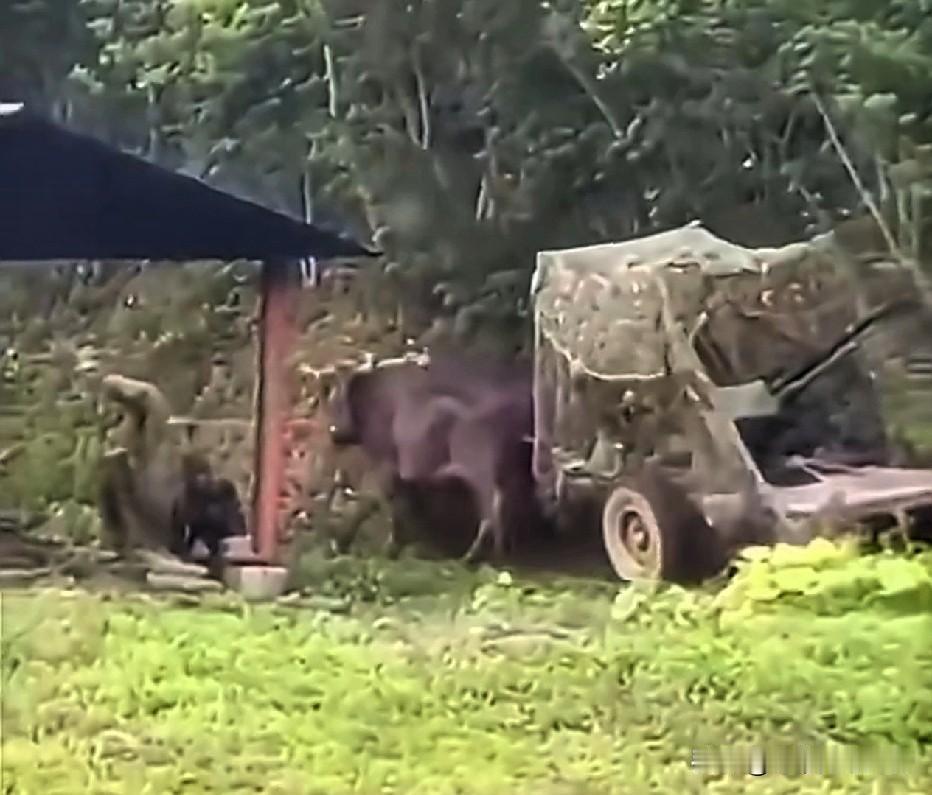 哎，古巴由于长期欧美封锁，国内军演的14.5毫米防空机枪，只能无奈选择用牛车拉了