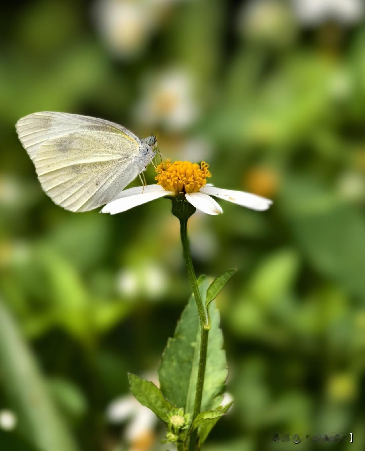 华为系列，Pura70系列、Mate60系列等支持超级微距，可在相机界面选择超级