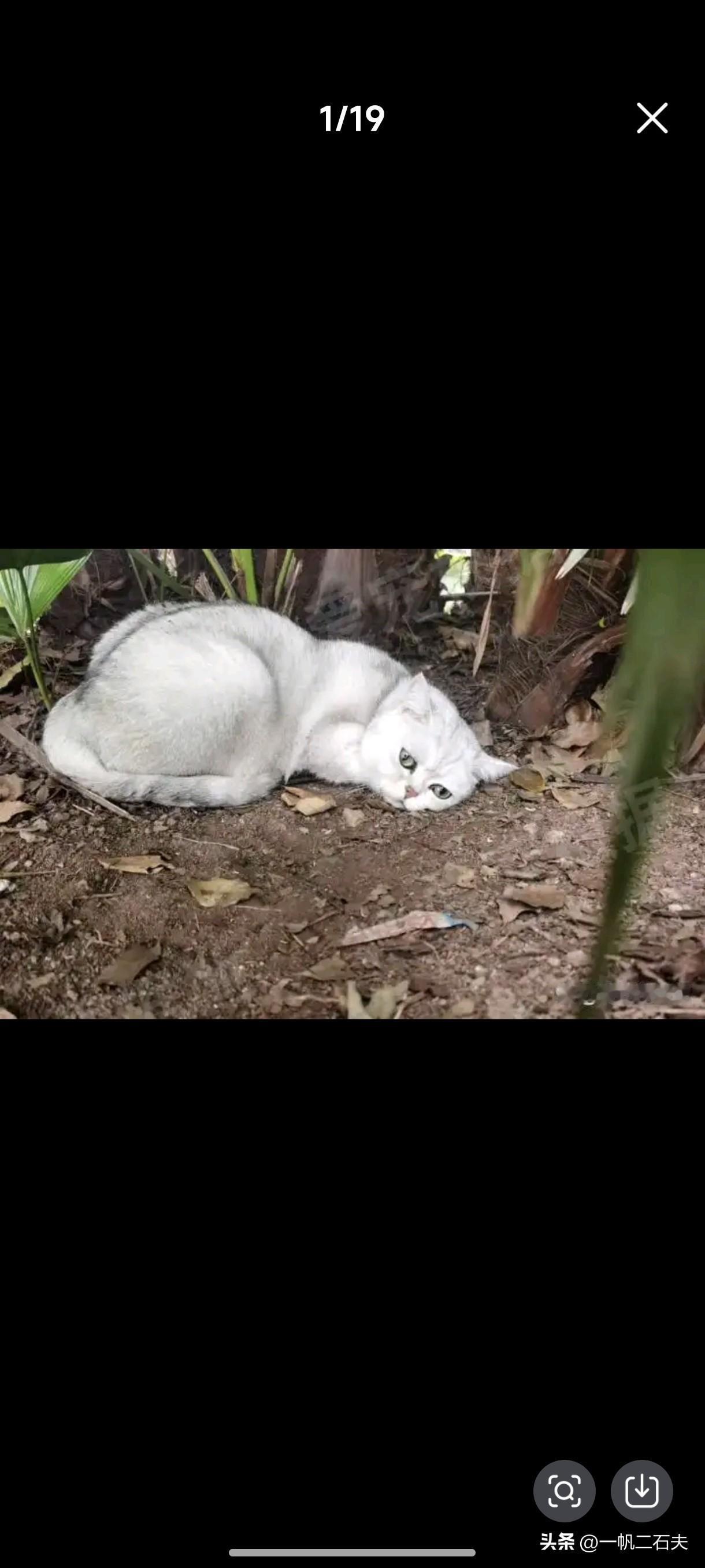 主人抛弃了它，就是野猫。
       野外的猫越来越多，小猫仔更多，它与人类有