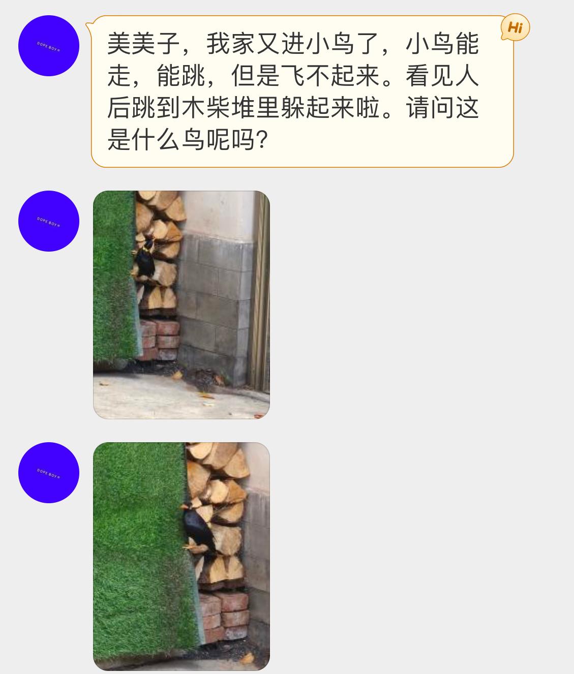 是一只【鹩哥】它们是二级保护动物，不允许非法饲养的即便花鸟市场经常能见到它的身影