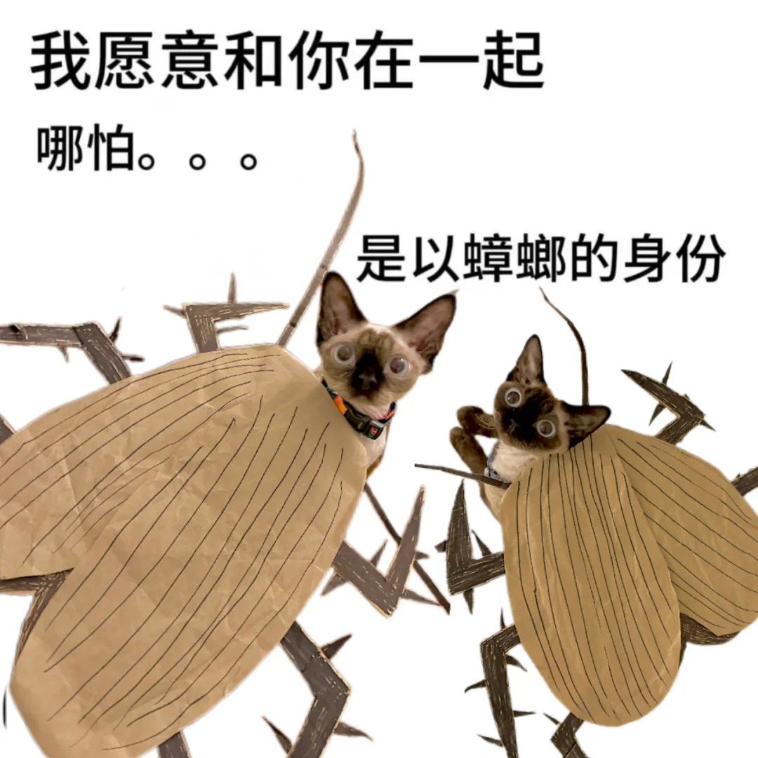 九十万人看过的蟑螂猫变成表情包飞来咯！