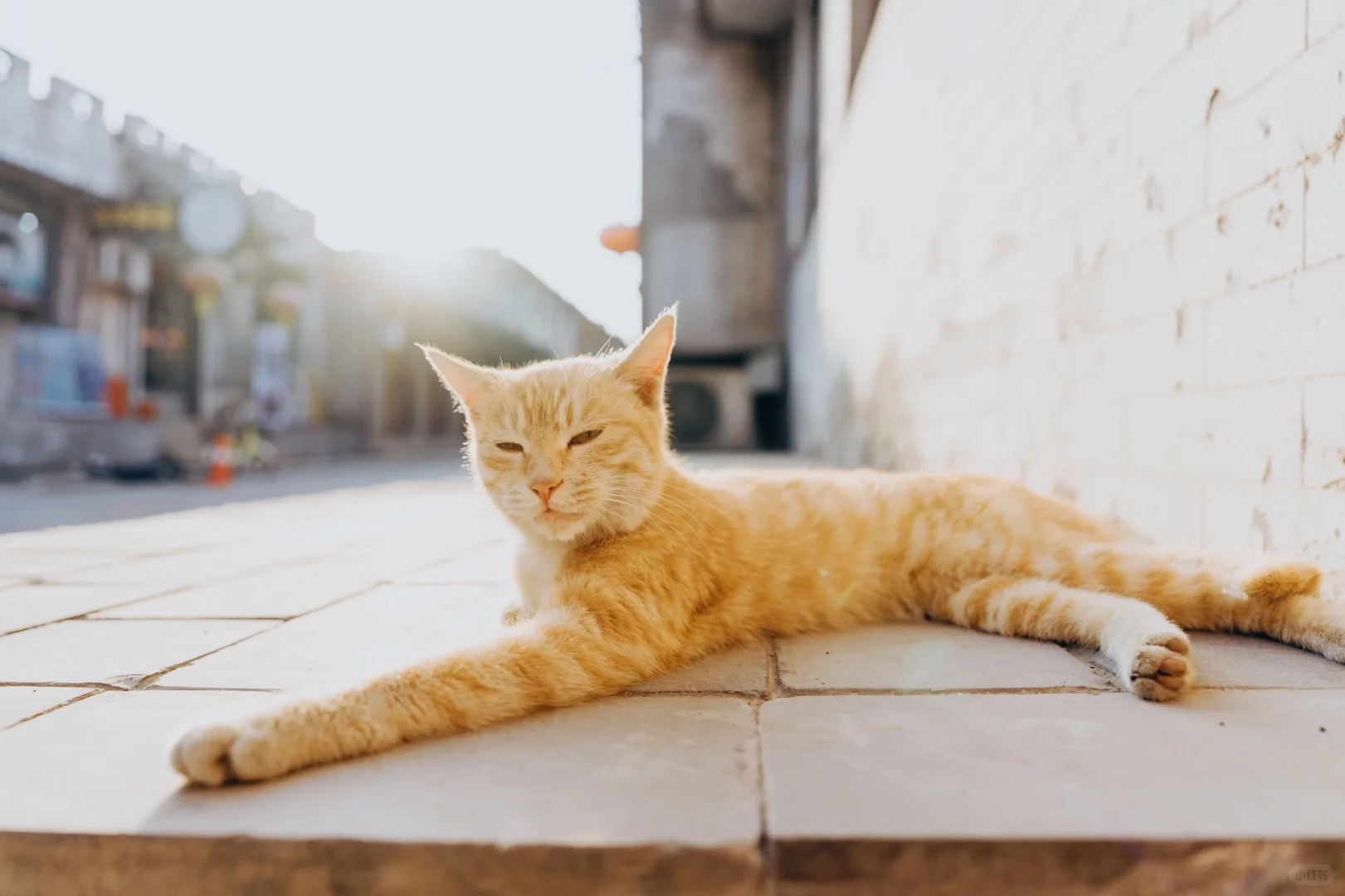 古城里邂逅一只局里局气的橘猫