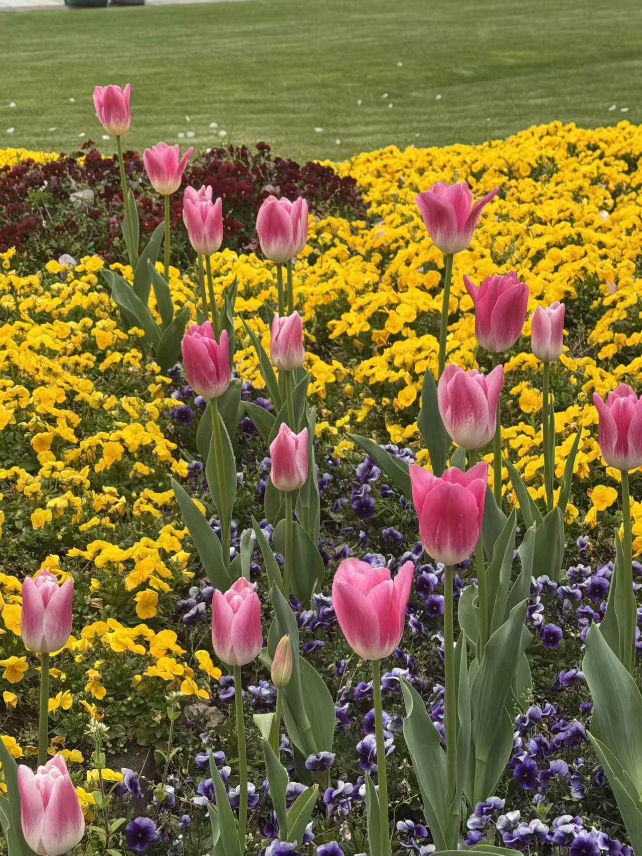春日上海滩，大美东方之珠
