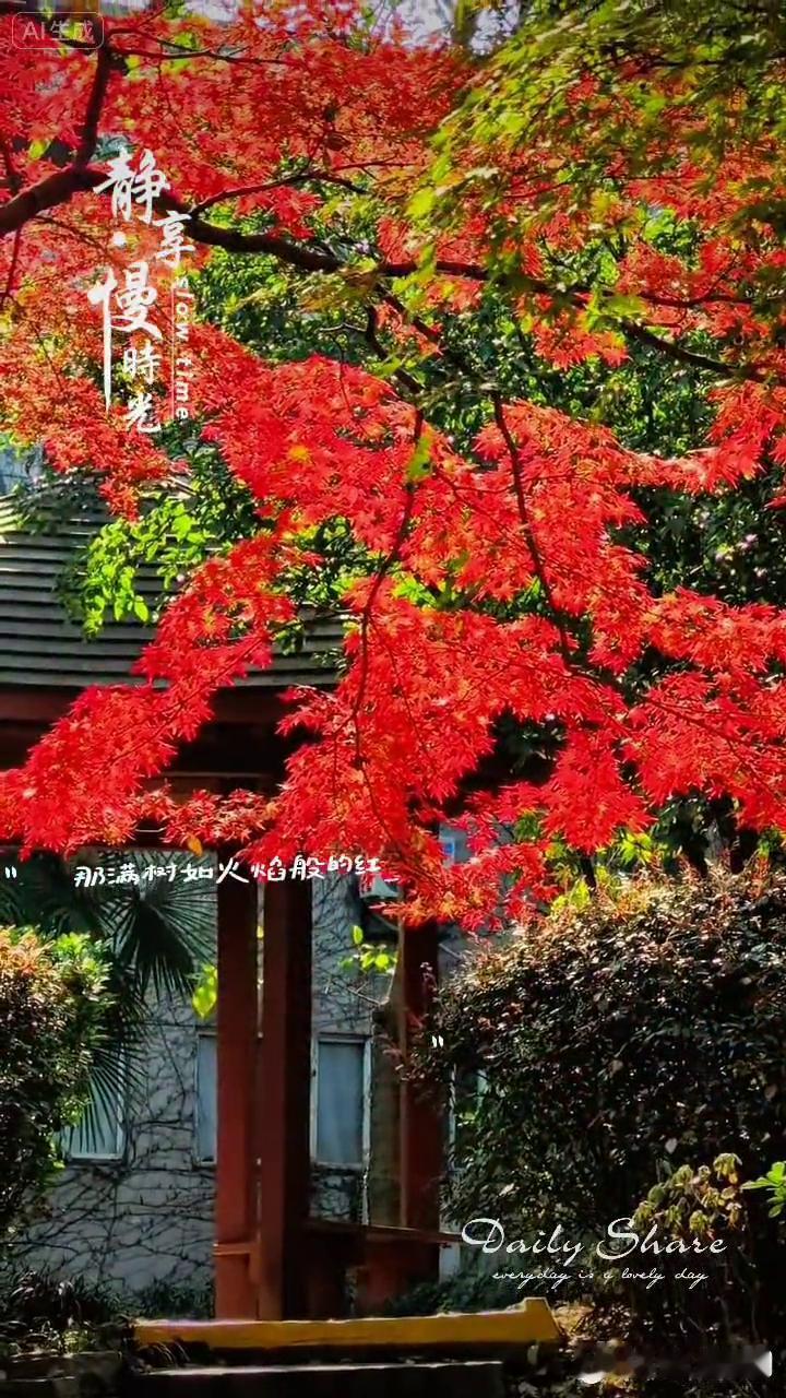 那满树如火焰般的红枫。