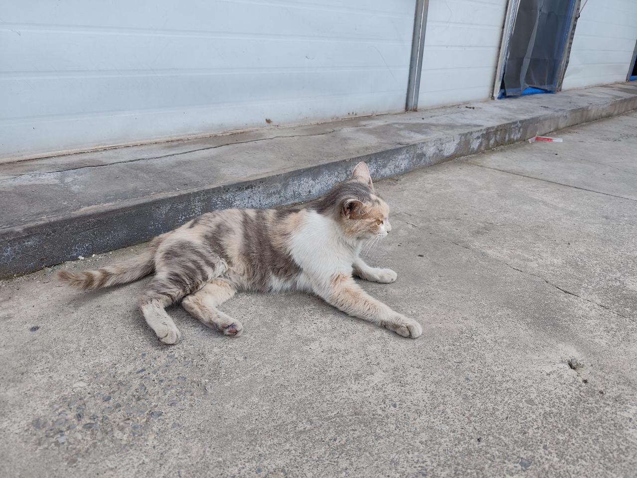 吃饱了，惬意的卧在院子里。也不用担心另外一只流浪猫——奶牛猫来骚扰它。