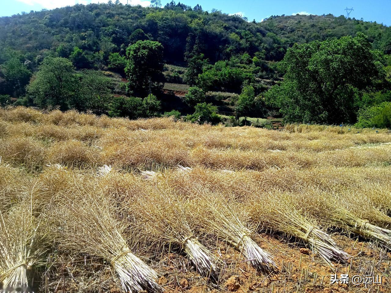 在彝乡田间地头，一片春耕春种繁忙景象。彝乡烟农忙着收割油菜，准备春耕整地，盖膜种