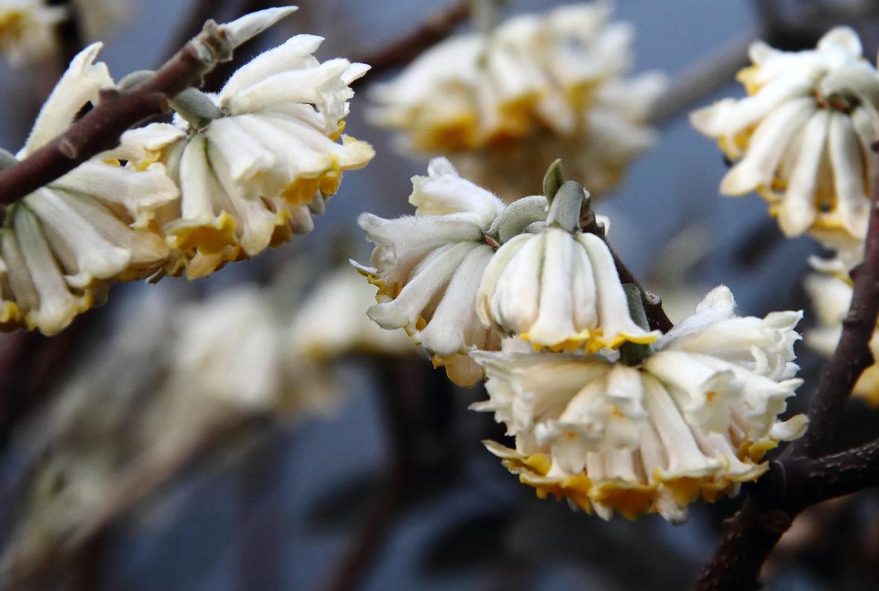 【路边结香花】20250207

    2月3日，大年初六，浣花溪赏梅，顺便去