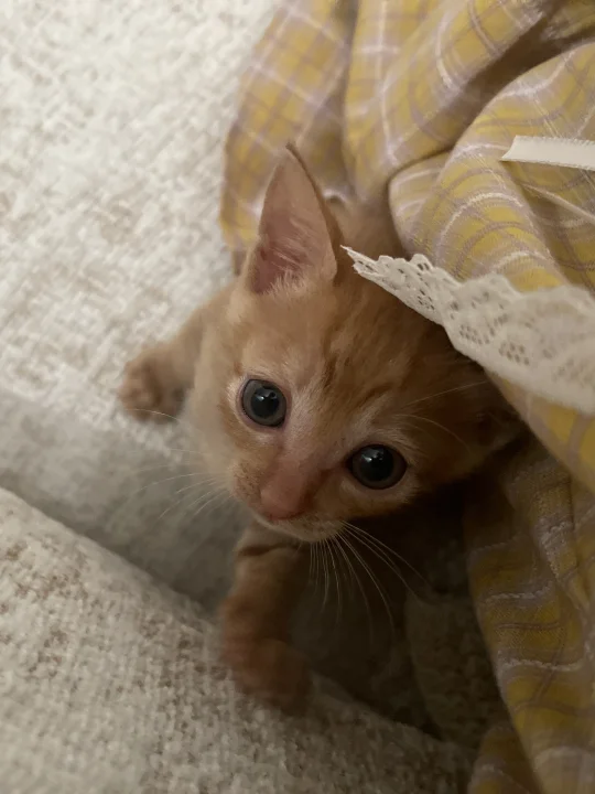 厦门小橘猫找领养了