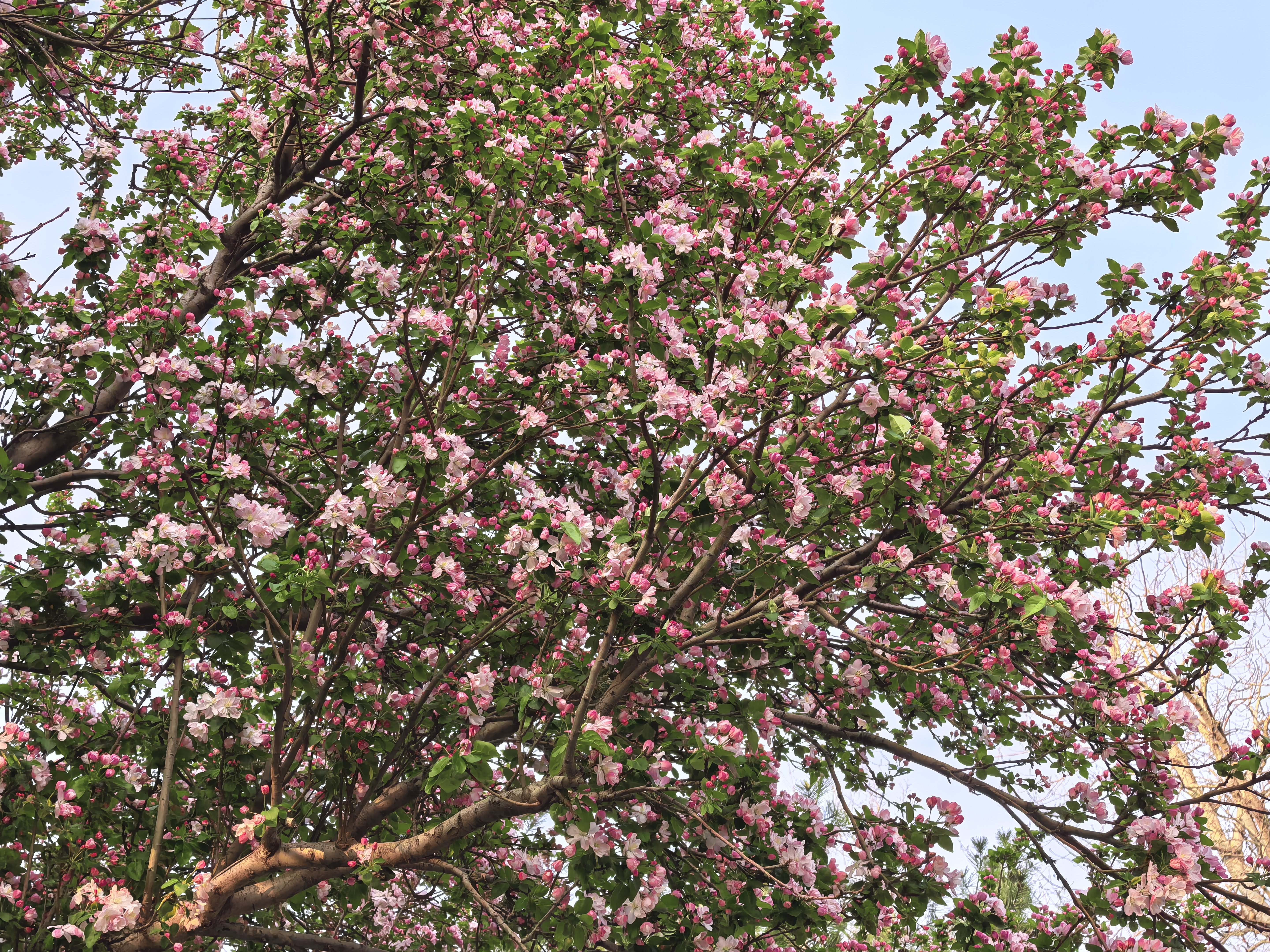 一个星期前的玉兰花已谢，住院部楼下的西府海棠又盛开了。感谢大家关心，估计得到清明