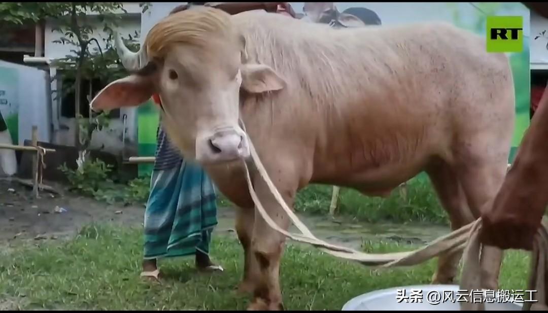 一只白化水牛，因酷似美国总统而在社交媒体上走红。

人群定期探访这只动物，它位于