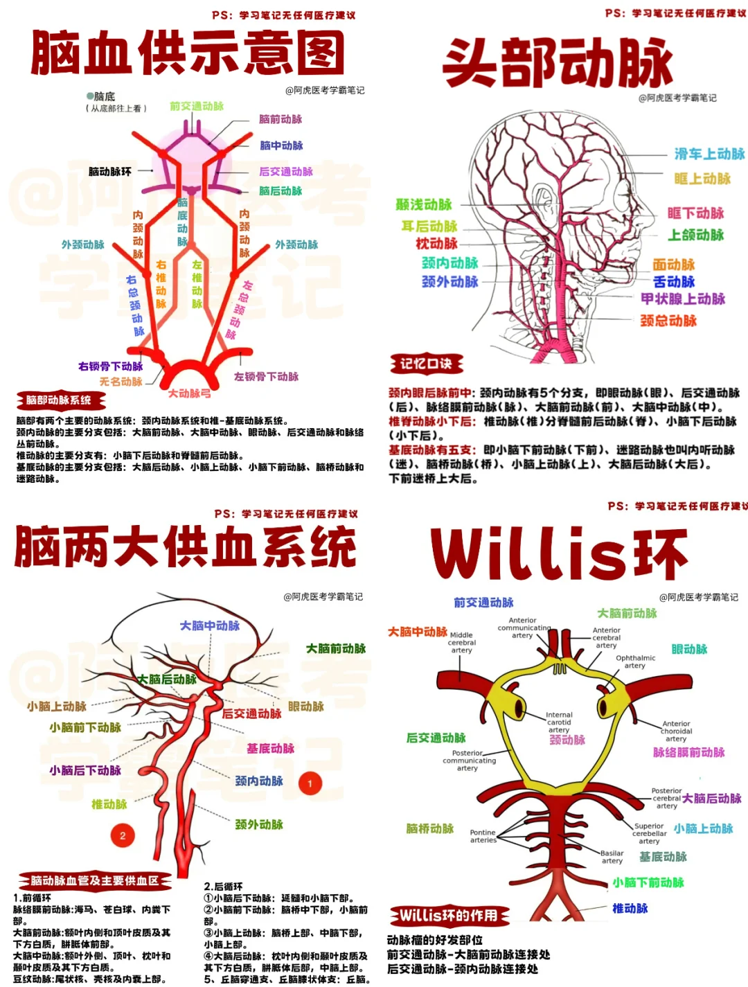 医学生笔记📒｜头部血管合集👆
