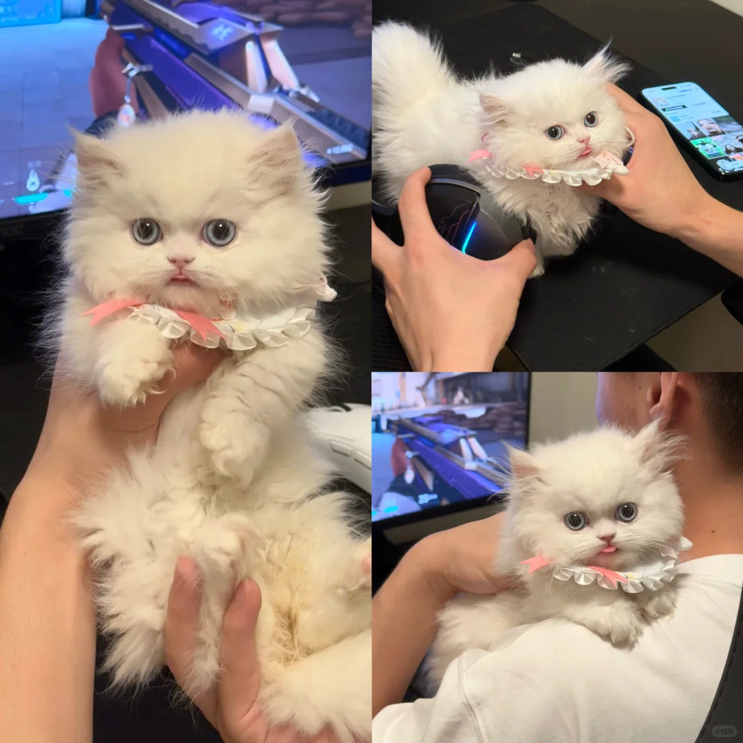 待售现猫合集//可上门看猫！