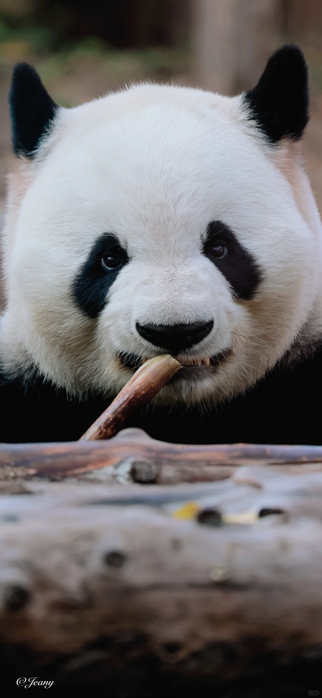 可爱兰今日上线🐼眼里有光萌兰真帅气😍