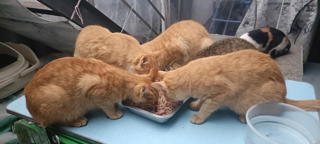 下雨天，我家散养的小猫都回到院子里干饭休息，真是岁月静好啊！ 院子小猫