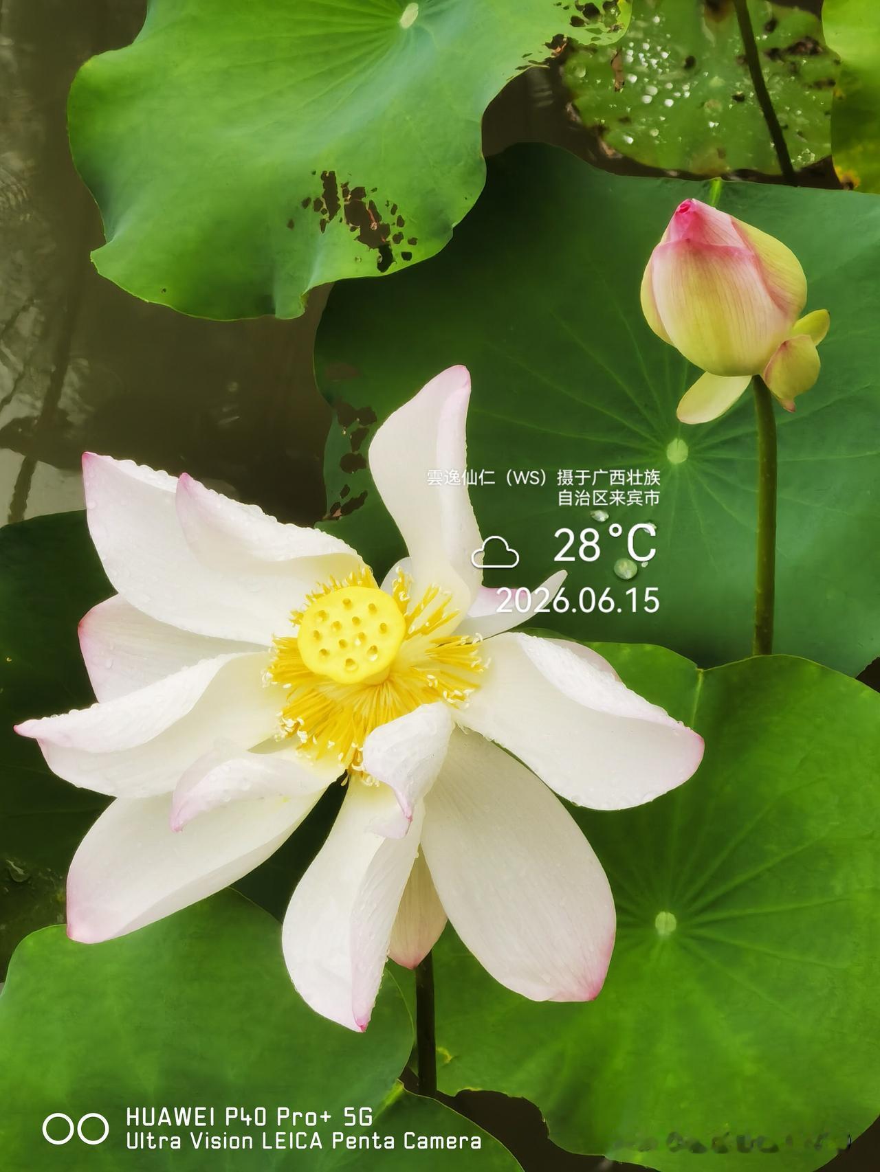 月居生活记录（9878）广西壮族自治区来宾市（103）花儿随拍12：白荷花、粉荷