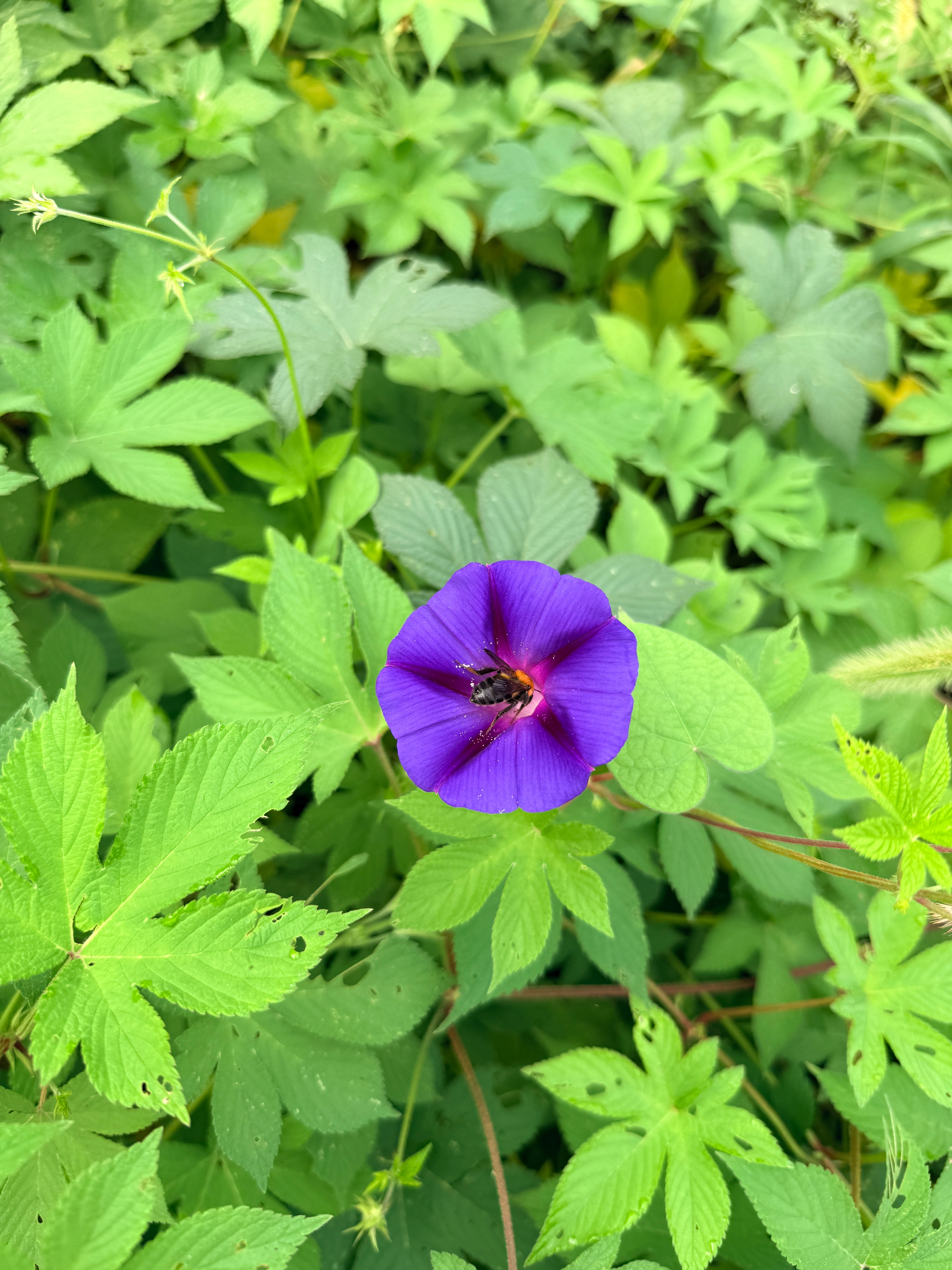 请欣赏一早的小蜜蜂与牵牛花🌸生活手记