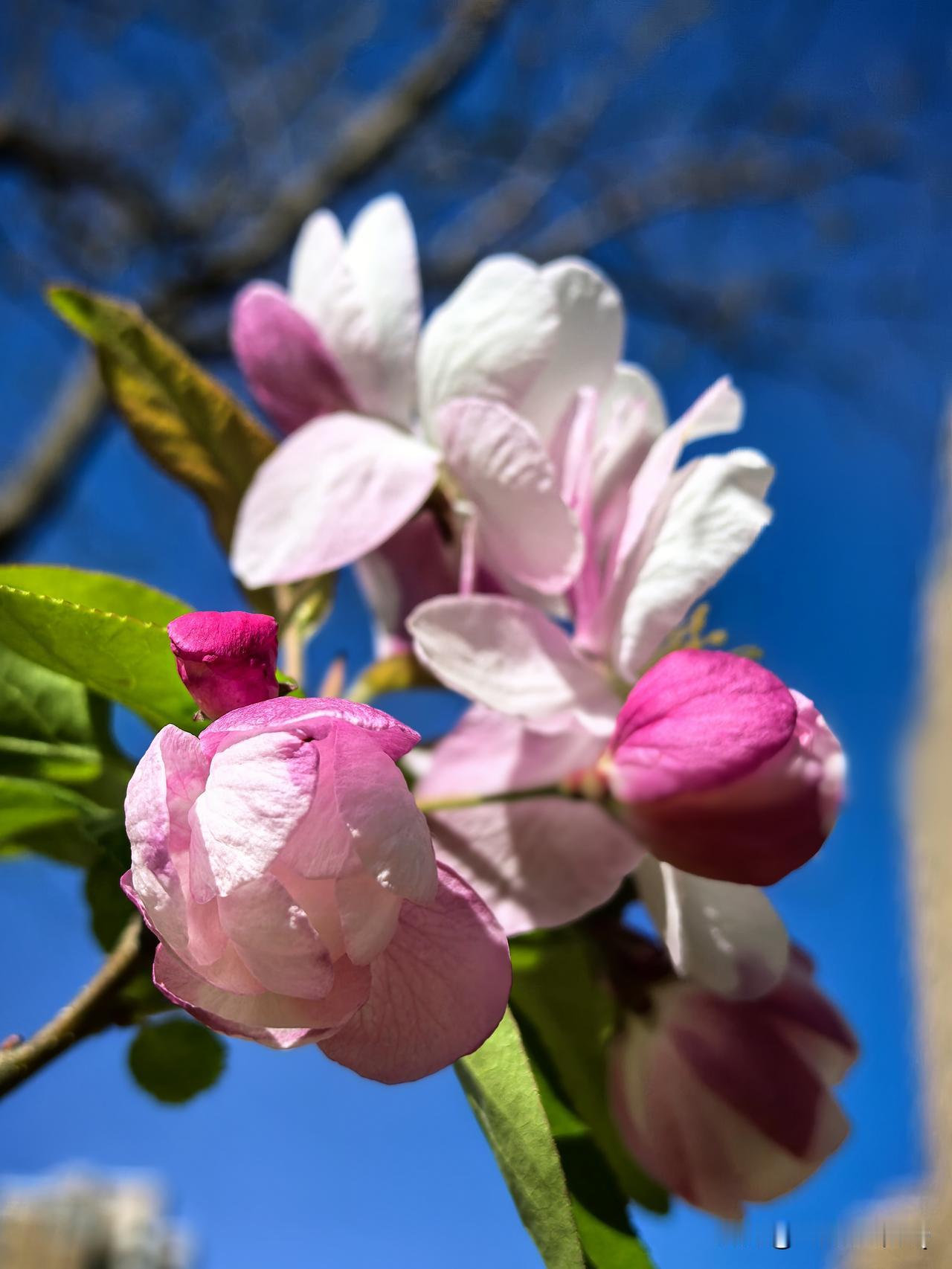小区随手拍的风景春光入眼皆是景，一草一木皆温柔，平凡日子也浪漫。