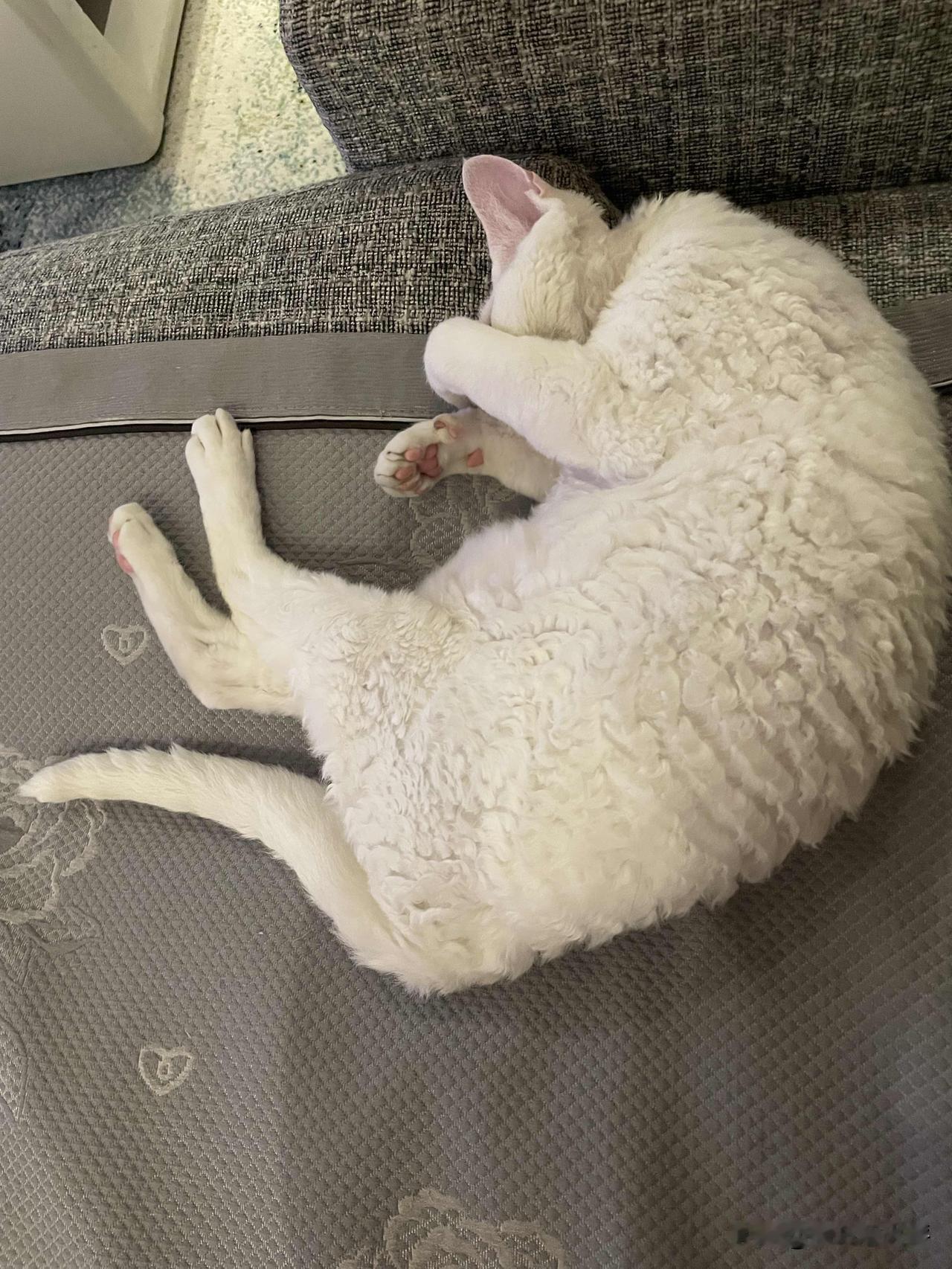 我家小猫咪睡觉的时候，还要把小猫脸捂着，这样是不是睡得更踏实呢。