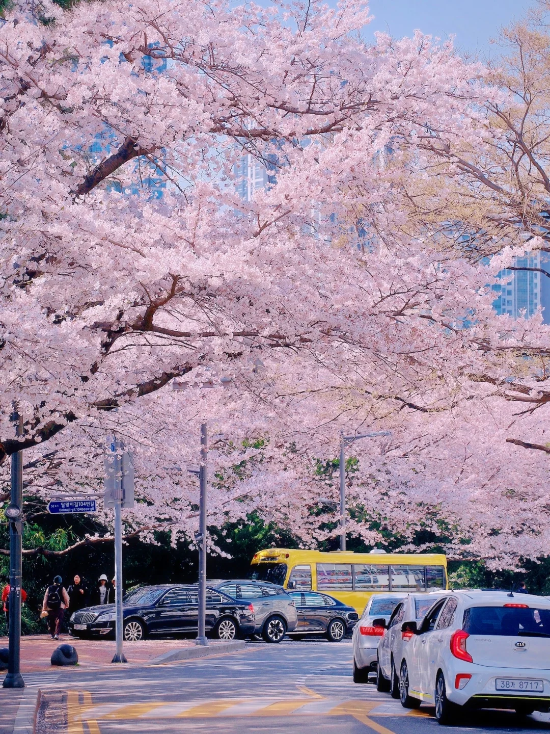 今年还会去小韩看樱花🌸游玩攻略🌸