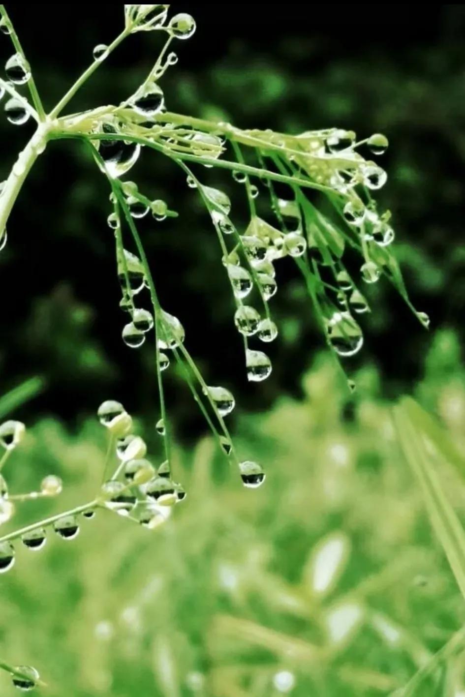 △秋夜雨随笔△
☔️🍎🍃🍒
夜晚电闪细水流，
雨滴敲桐回味秋。
捧来清爽甚