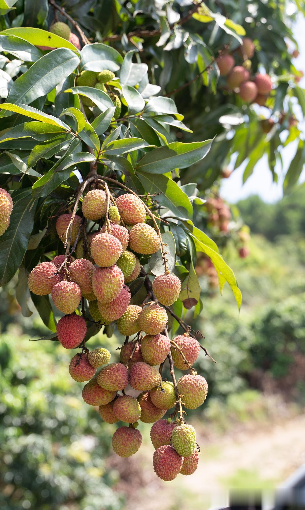 钦州灵山的荔枝出名，长滩镇的也不错

夏天就是属于我们钦州人的荔枝季节，今天来到