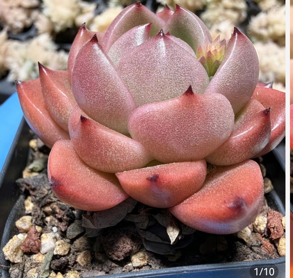 国家队高瞻远瞩，代表国家来维护市场稳定，让市场健康发展，如果不相信国家力量，还活