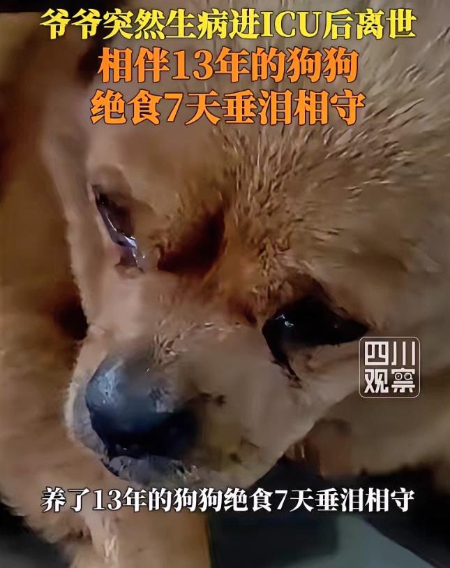 看哭了！四川雅安，一位老人突发重病不幸离世，从老人住进ICU开始，家里陪伴他13