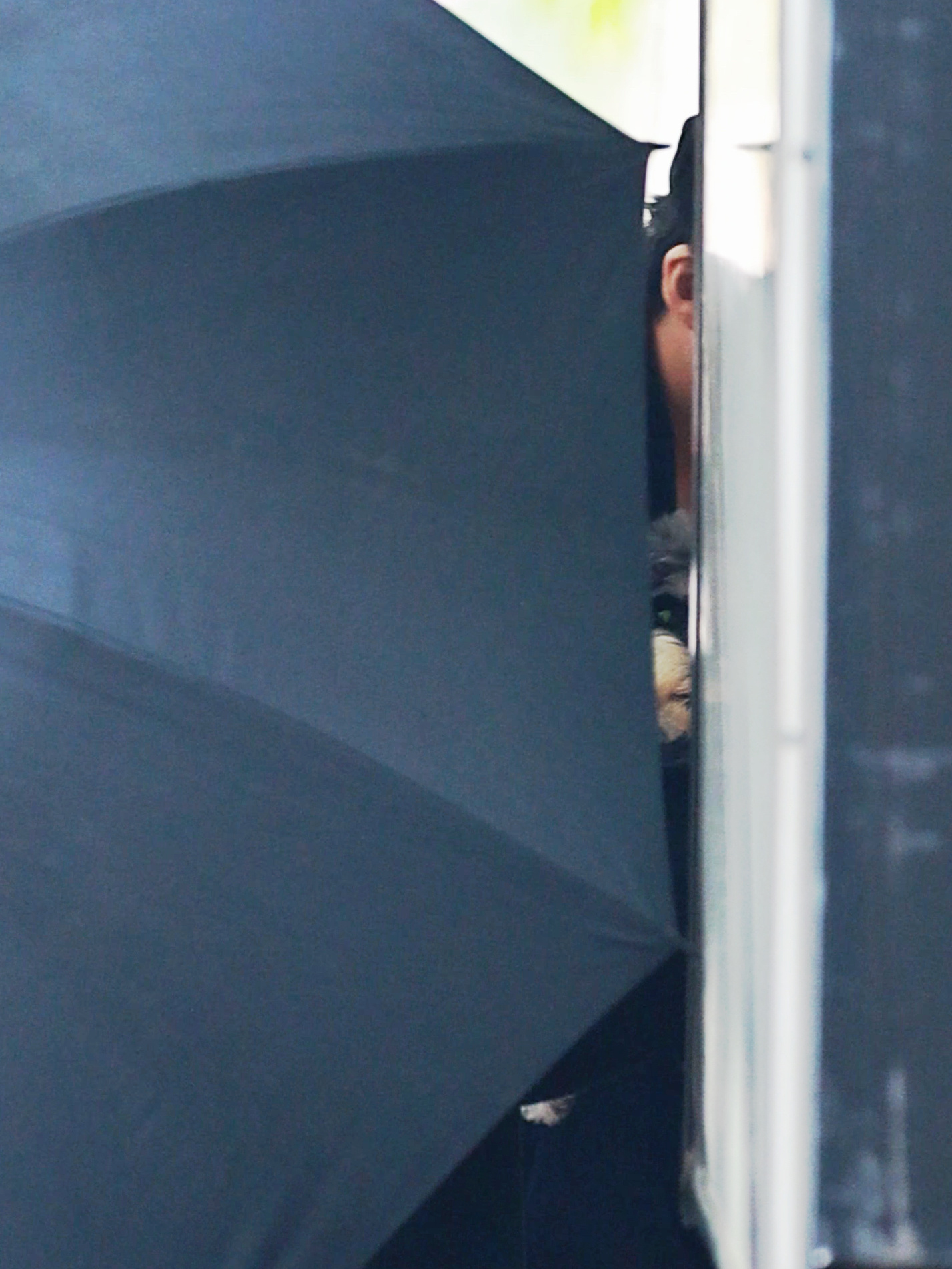 此乃何物？一只巨兽藏匿于人间某美男子怀里。（上班班了） ​​​