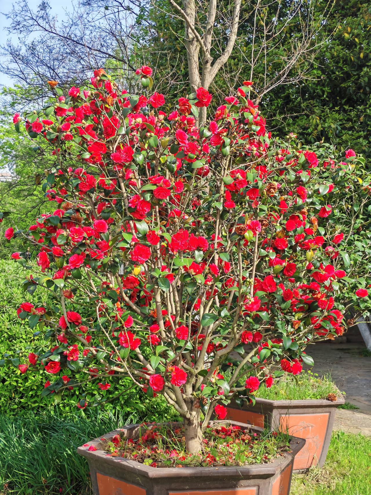 瞧这茶花，姿态绝美。饱满的花骨朵像玉珠，绽放时层层花瓣簇拥，边缘微微卷曲，像精心
