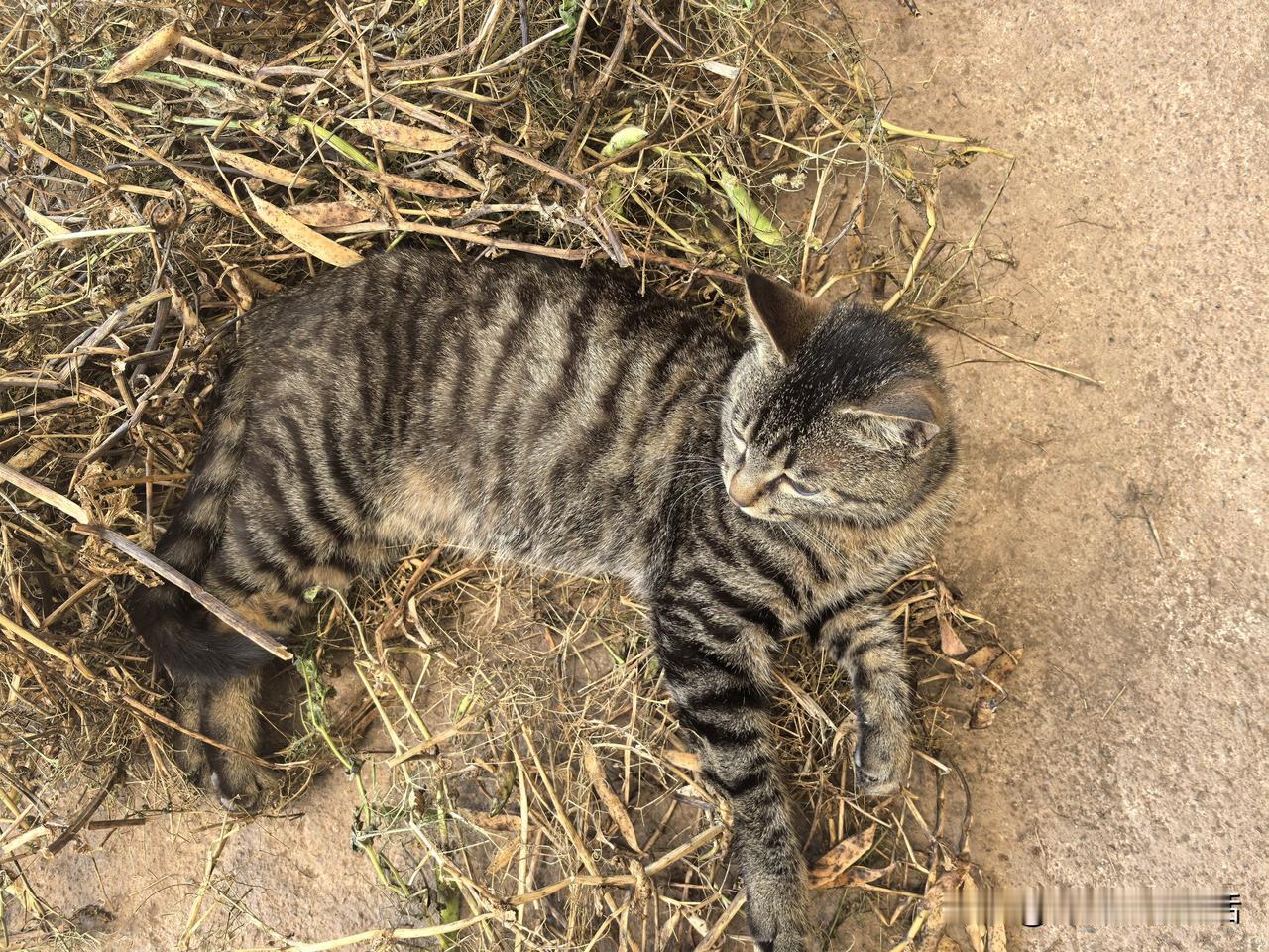 我妈说猫可能不认识人狗才认识，我一点也不相信，我觉得不但猫能认人，好多人家的鸡鸭