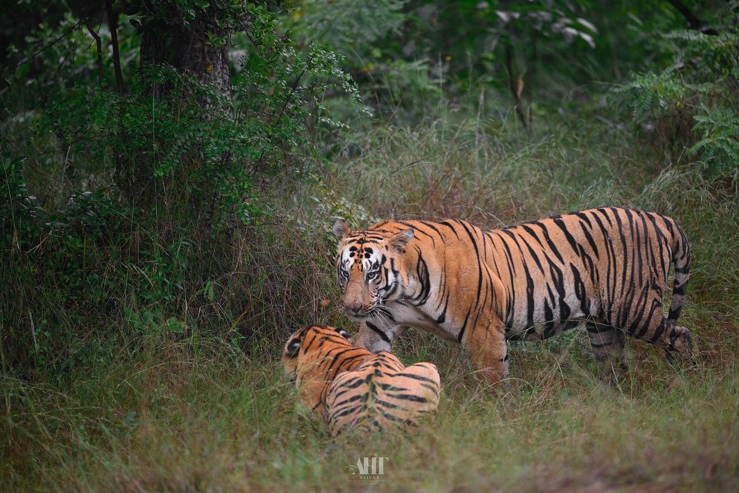 【塔多巴】拍摄于2025年10月25日下午，爆发冲突，目击强壮的雄虎...