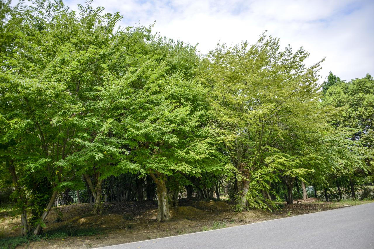 珍贵树种
苦槠、红豆树、青冈栎 、红豆杉、七叶树 、铁树 、金钱木（柞木）、椤木