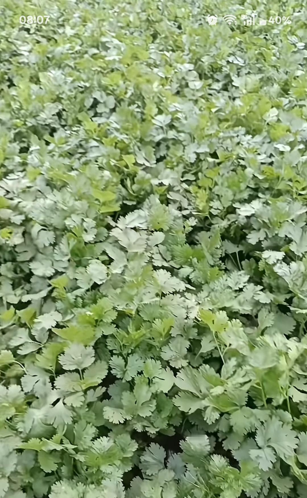 一片绿油油的香菜，真养眼！考考你的眼力，这是芹菜还是土豆？火眼金睛有知道的吗？农