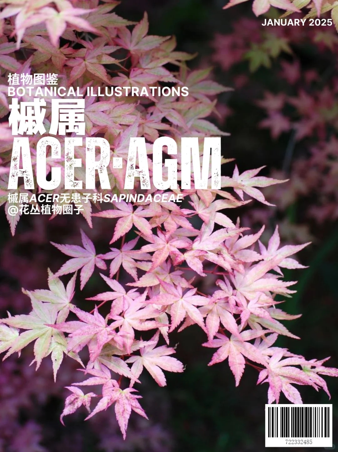 AGM枫树赏析