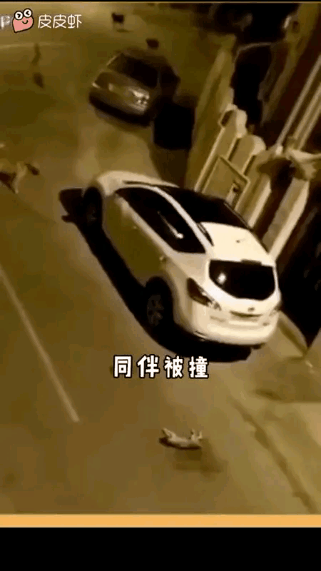 汪汪队开大会，肇事司机倒霉了[捂脸]