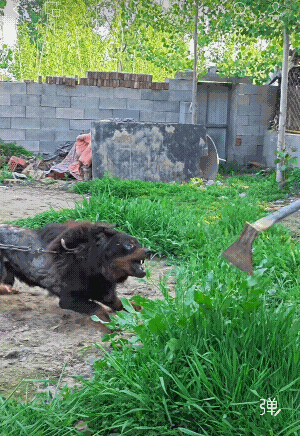偷兰花草，藏熬急眼了，，，，，，[捂脸]