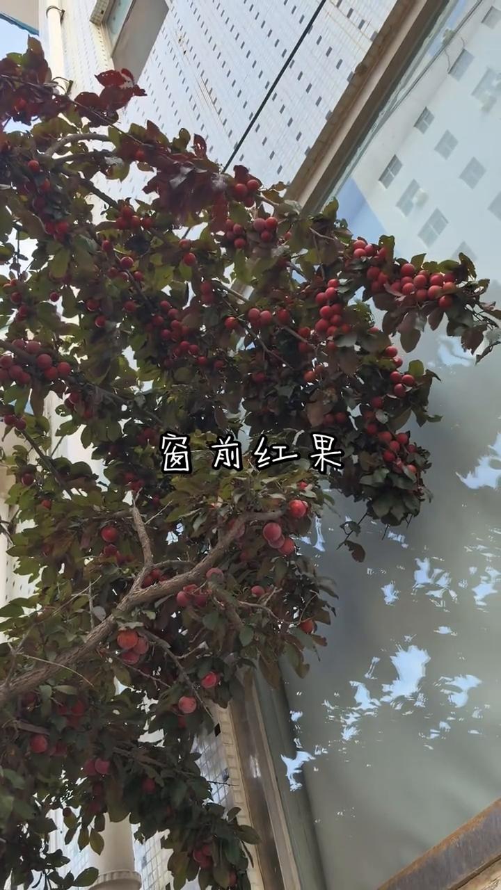 窗前红果。