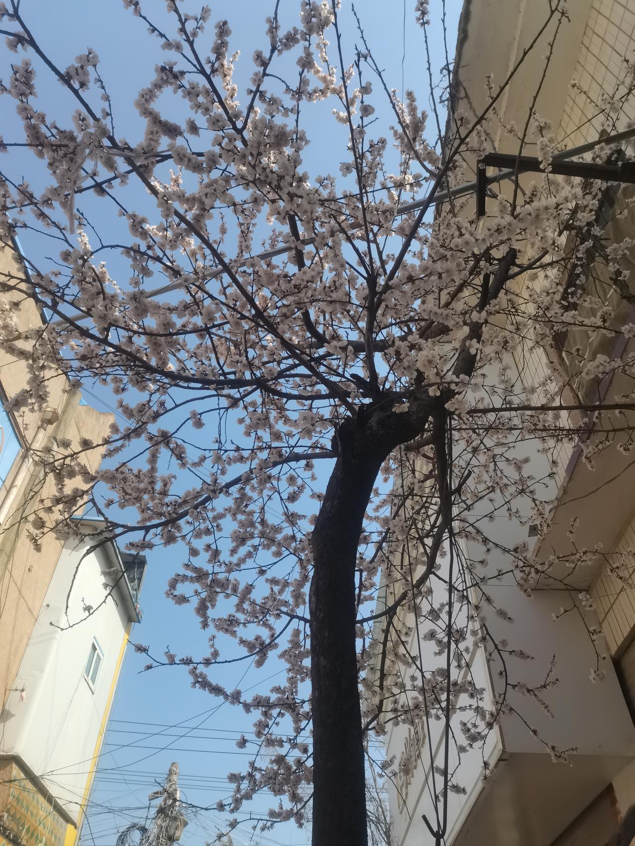 在街道拐角，突然邂逅一树繁华，一下子惊艳到我了！