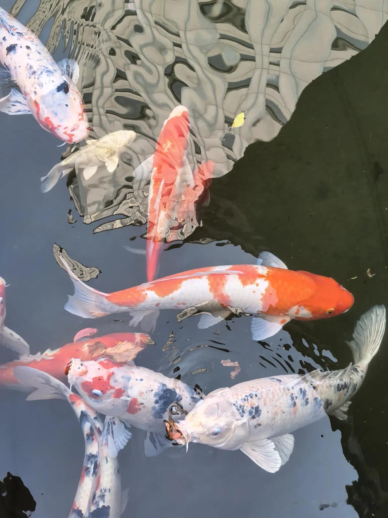 赏一