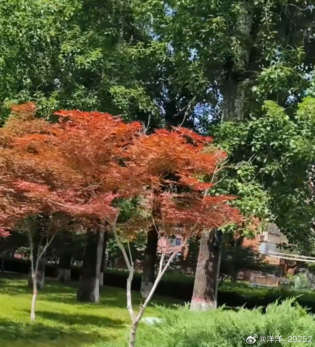 洋洋高锐·五月、苍桑◎站在这里再……次想她了◎芳寸的天地中有我……逝去的爱◎爱…