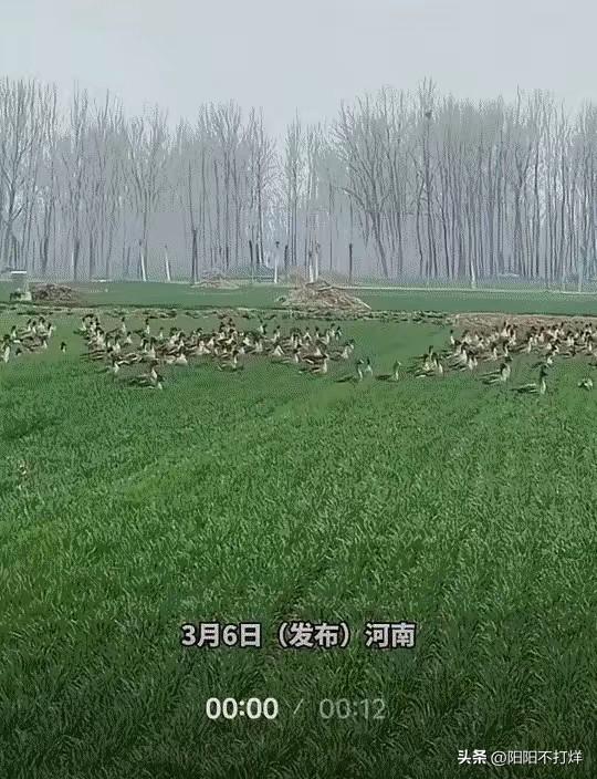 万万没有想到，河南，一男子经过一处麦地时，无意间看到一群大雁停在麦地里，男子也是