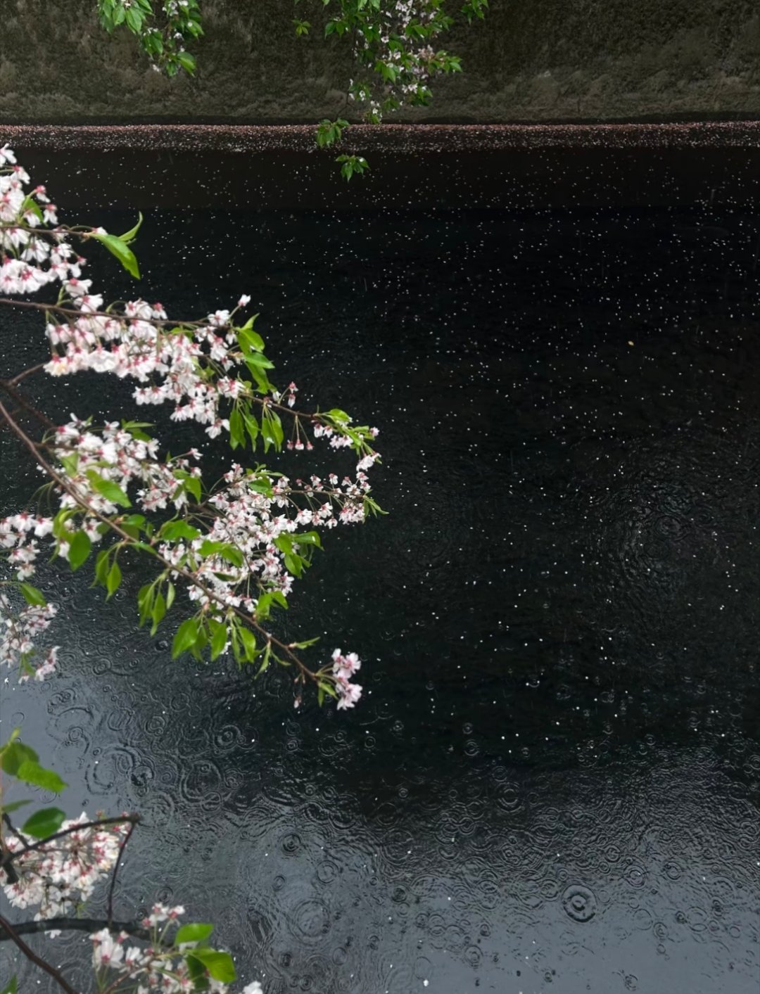 淅淅沥沥的小雨裹着微凉清风，迎来温柔周四。窗外细雨绵绵，抚平浮躁心绪，伴着细碎雨