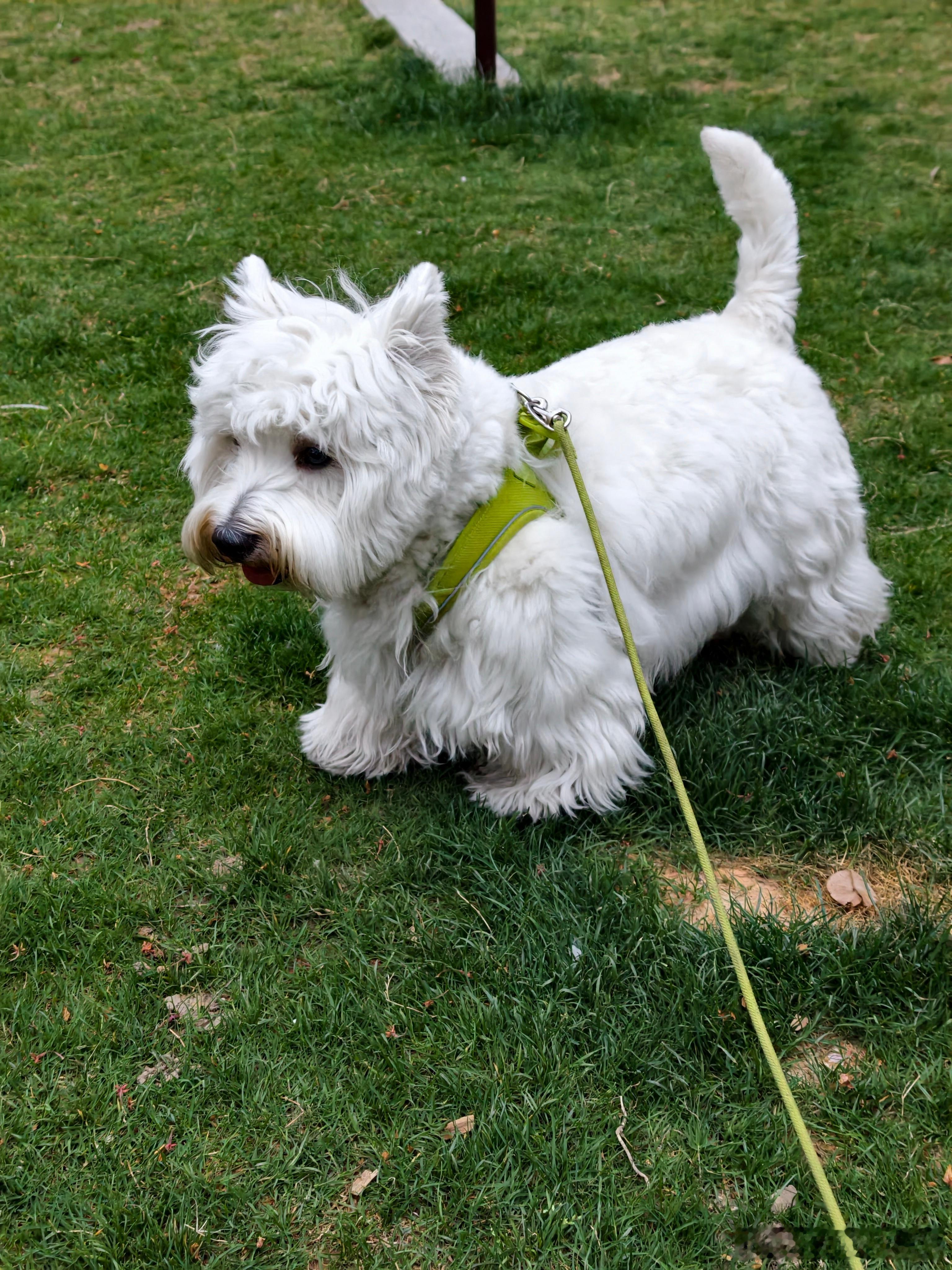 下班遛狗🐶西高地萌宠