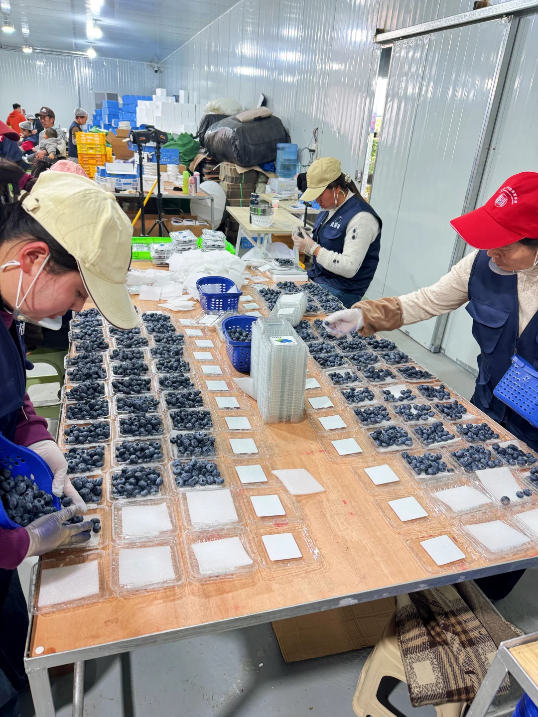 蓝莓口感越来越好了，老顾客都在回购！