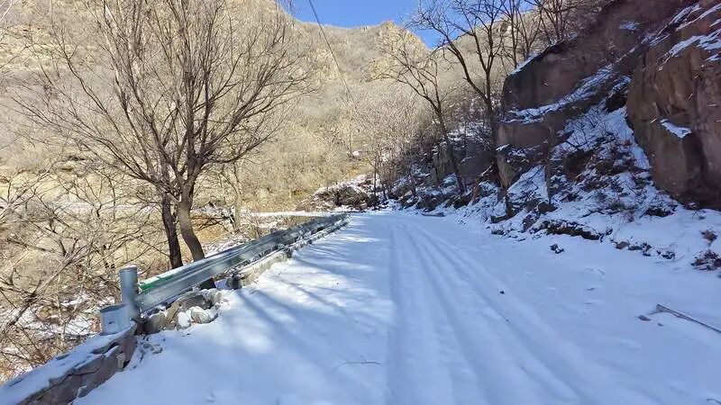 专家揭秘：百花山的“首都夜蛾”，在山雀“餐桌”下被发现