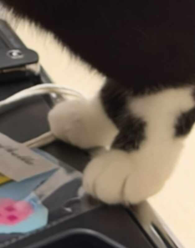 十厘米跳台准备！
奶牛猫大赏