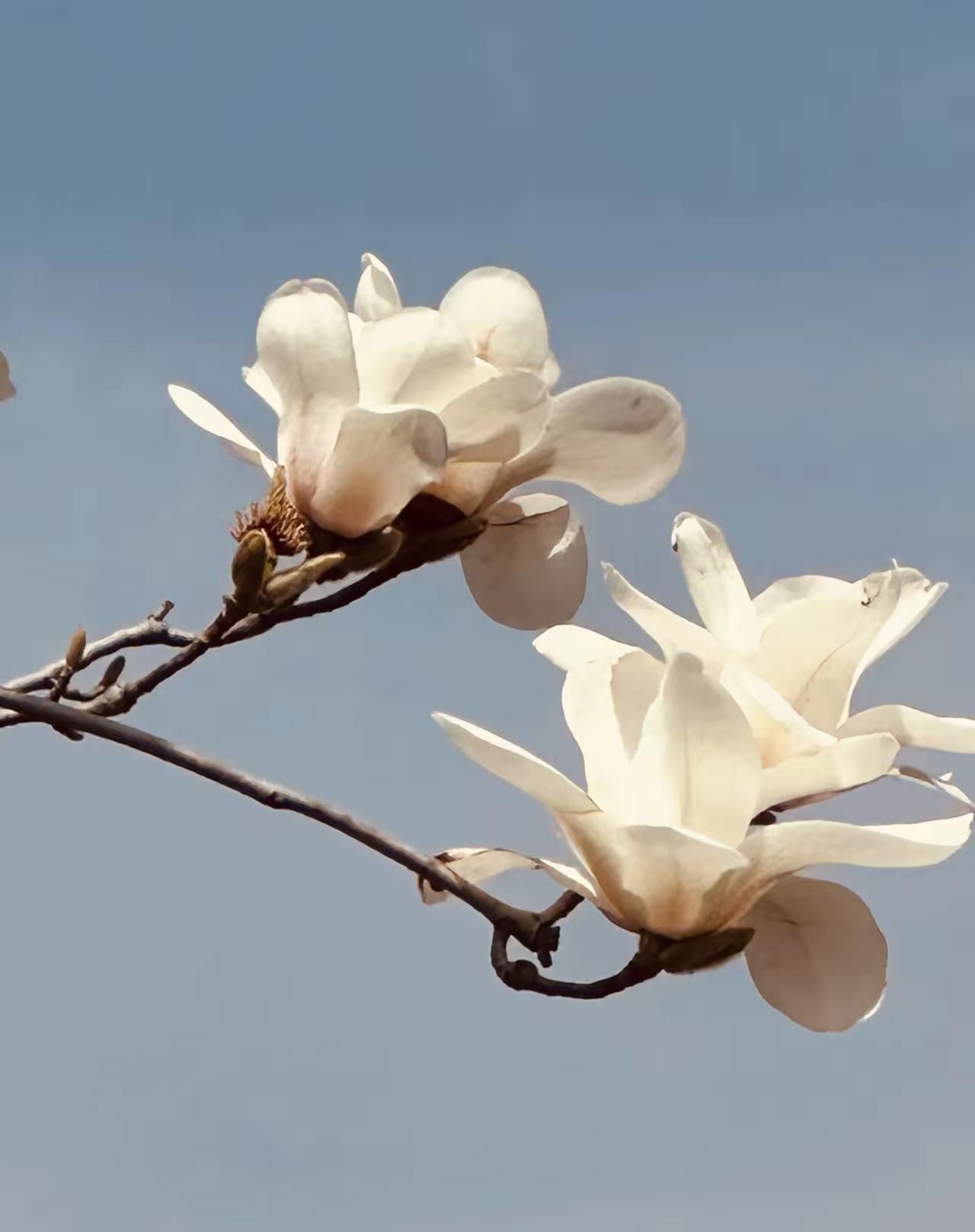 同学今天吐槽，她清明节回老家，发现为什么农村老家人也不催生了，也不愿意多生了？主