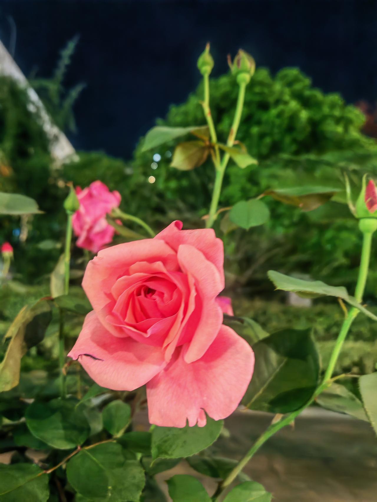 我的今日状态：😁轻松愉快
我这里的天气：🌤️多云
散步随拍美景！好漂亮！