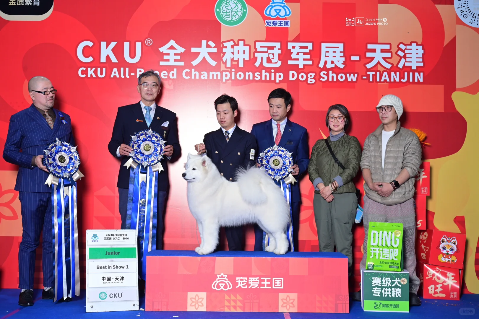 新年新战将： CKU天津跨年展： （赵富贵与嘿嘿直女） 11月龄萨摩耶...