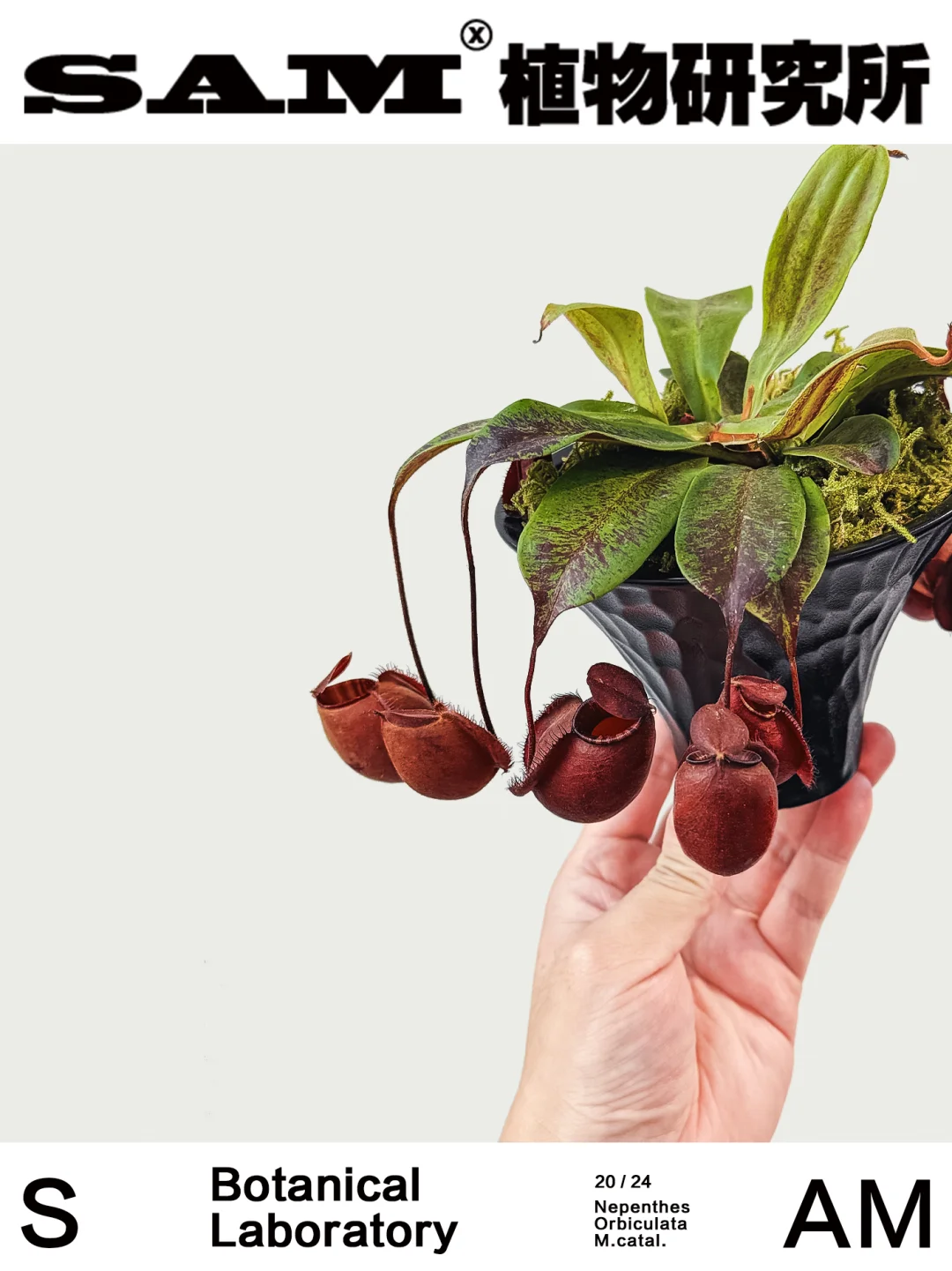 海岛黑月｜Nepenthes Orbiculata M.catal.